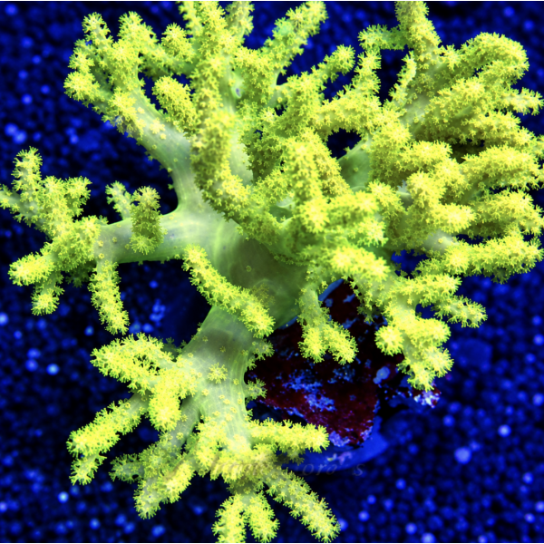 GREEN FINGER CORAL